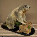 XXX - O - XXX Murmeltier Präparat Höhe 42 cm auf Dekoplatte Trophäe Murmel 89.12.77
