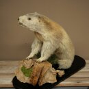 XXX - O - XXX Murmeltier Präparat Höhe 42 cm auf Dekoplatte Trophäe Murmel 89.12.77