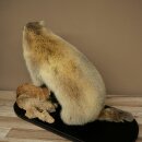 XXX - O - XXX Murmeltier Präparat Höhe 42 cm auf Dekoplatte Trophäe Murmel 89.12.77