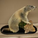 XXX - O - XXX Murmeltier Präparat Höhe 42 cm auf Dekoplatte Trophäe Murmel 89.12.77
