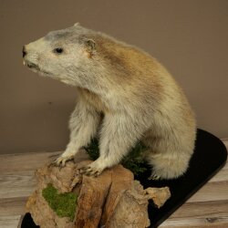 XXX - O - XXX Murmeltier Präparat Höhe 42 cm auf Dekoplatte Trophäe Murmel 89.12.77