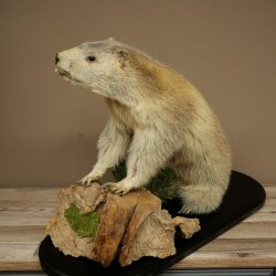 XXX - O - XXX Murmeltier Präparat Höhe 42 cm auf Dekoplatte Trophäe Murmel 89.12.77