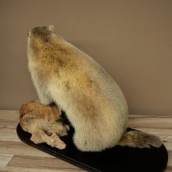 XXX - O - XXX Murmeltier Präparat Höhe 42 cm auf Dekoplatte Trophäe Murmel 89.12.77