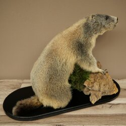 XXX - O - XXX Murmeltier Präparat Höhe 42 cm auf Dekoplatte Trophäe Murmel 89.12.77