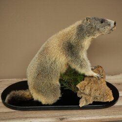 XXX - O - XXX Murmeltier Präparat Höhe 42 cm auf Dekoplatte Trophäe Murmel 89.12.77