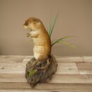 Stuffed muskrat, standing, decorative taxidermy specimen, taxidermy 89.20.16