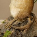 Stuffed muskrat, standing, decorative taxidermy specimen, taxidermy 89.20.16