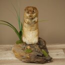 Stuffed muskrat, standing, decorative taxidermy specimen, taxidermy 89.20.16