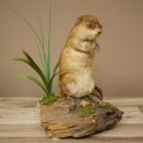 Stuffed muskrat, standing, decorative taxidermy specimen, taxidermy 89.20.16