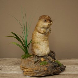Stuffed muskrat, standing, decorative taxidermy specimen, taxidermy 89.20.16