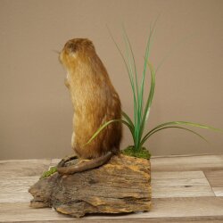 Stuffed muskrat, standing, decorative taxidermy specimen, taxidermy 89.20.16