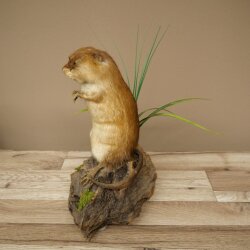 Stuffed muskrat, standing, decorative taxidermy specimen, taxidermy 89.20.16