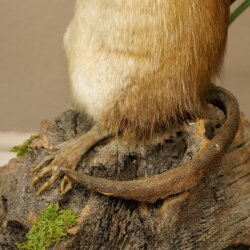 Stuffed muskrat, standing, decorative taxidermy specimen, taxidermy 89.20.16