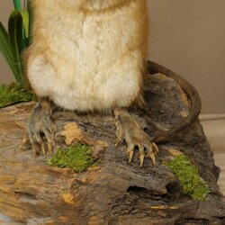 Stuffed muskrat, standing, decorative taxidermy specimen, taxidermy 89.20.16