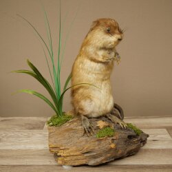 Stuffed muskrat, standing, decorative taxidermy specimen, taxidermy 89.20.16