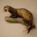 Putois animal empaillé hauteur 22 cm sur tronc darbre animal empaillé taxidermie 89.4.81