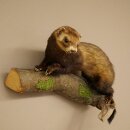 Putois animal empaillé hauteur 22 cm sur tronc darbre animal empaillé taxidermie 89.4.81