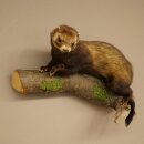 Putois animal empaillé hauteur 22 cm sur tronc darbre animal empaillé taxidermie 89.4.81