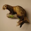 Putois animal empaillé hauteur 22 cm sur tronc darbre animal empaillé taxidermie 89.4.81