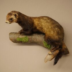 Putois animal empaillé hauteur 22 cm sur tronc darbre animal empaillé taxidermie 89.4.81