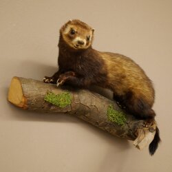 Putois animal empaillé hauteur 22 cm sur tronc darbre animal empaillé taxidermie 89.4.81