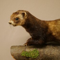 Putois animal empaillé hauteur 22 cm sur tronc darbre animal empaillé taxidermie 89.4.81