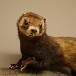 Putois animal empaillé hauteur 22 cm sur tronc darbre animal empaillé taxidermie 89.4.81