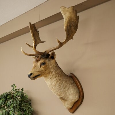 Fallow deer (Dama dama) Head and shoulders mount Height 114 cm Deer antlers Trophy shield #37