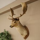 Fallow deer (Dama dama) Head and shoulders mount Height 114 cm Deer antlers Trophy shield #37