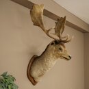 Fallow deer (Dama dama) Head and shoulders mount Height 114 cm Deer antlers Trophy shield #37