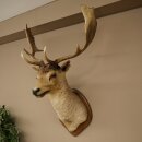 Fallow deer (Dama dama) Head and shoulders mount Height 114 cm Deer antlers Trophy shield #37