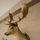 Fallow deer (Dama dama) Head and shoulders mount Height 114 cm Deer antlers Trophy shield #37