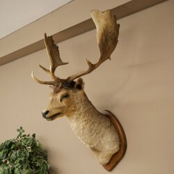 Fallow deer (Dama dama) Head and shoulders mount Height 114 cm Deer antlers Trophy shield #37