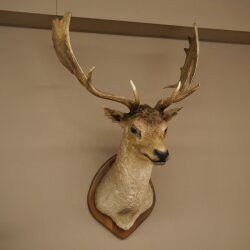 Fallow deer (Dama dama) Head and shoulders mount Height 114 cm Deer antlers Trophy shield #37