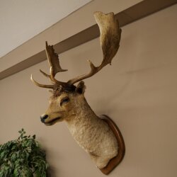Fallow deer (Dama dama) Head and shoulders mount Height 114 cm Deer antlers Trophy shield #37