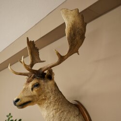 Fallow deer (Dama dama) Head and shoulders mount Height 114 cm Deer antlers Trophy shield #37