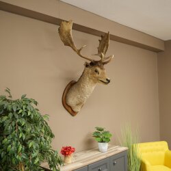 Fallow deer (Dama dama) Head and shoulders mount Height 114 cm Deer antlers Trophy shield #37