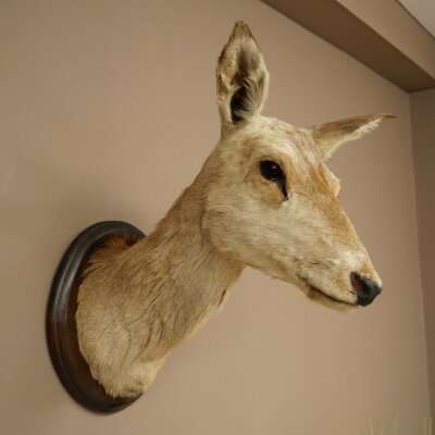 Cerf élaphe imparité 12 cors Tête dépaule Tête de cerf élaphe Préparation Hauteur 108 cm Cerf Tête