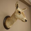 Cerf élaphe imparité 12 cors Tête...