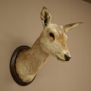 Cerf élaphe imparité 12 cors Tête...