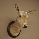 Cerf élaphe imparité 12 cors Tête dépaule Tête de cerf élaphe Préparation Hauteur 108 cm Cerf Tête