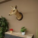 Cerf élaphe imparité 12 cors Tête dépaule Tête de cerf élaphe Préparation Hauteur 108 cm Cerf Tête