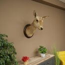 Cerf élaphe imparité 12 cors Tête dépaule Tête de cerf élaphe Préparation Hauteur 108 cm Cerf Tête