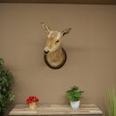 Cerf élaphe imparité 12 cors Tête dépaule Tête de cerf élaphe Préparation Hauteur 108 cm Cerf Tête