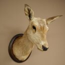 Cerf élaphe imparité 12 cors Tête dépaule Tête de cerf élaphe Préparation Hauteur 108 cm Cerf Tête