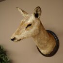 Cerf élaphe imparité 12 cors Tête dépaule Tête de cerf élaphe Préparation Hauteur 108 cm Cerf Tête