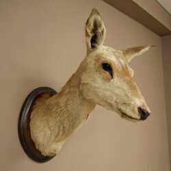Cerf élaphe imparité 12 cors Tête dépaule Tête de cerf élaphe Préparation Hauteur 108 cm Cerf Tête