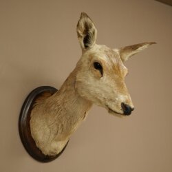 Cerf élaphe imparité 12 cors Tête dépaule Tête de cerf élaphe Préparation Hauteur 108 cm Cerf Tête