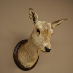 Cerf élaphe imparité 12 cors Tête dépaule Tête de cerf élaphe Préparation Hauteur 108 cm Cerf Tête