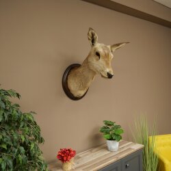 Cerf élaphe imparité 12 cors Tête dépaule Tête de cerf élaphe Préparation Hauteur 108 cm Cerf Tête